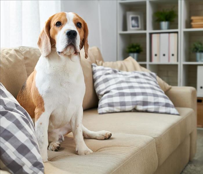 dog sitting on couch in living room 